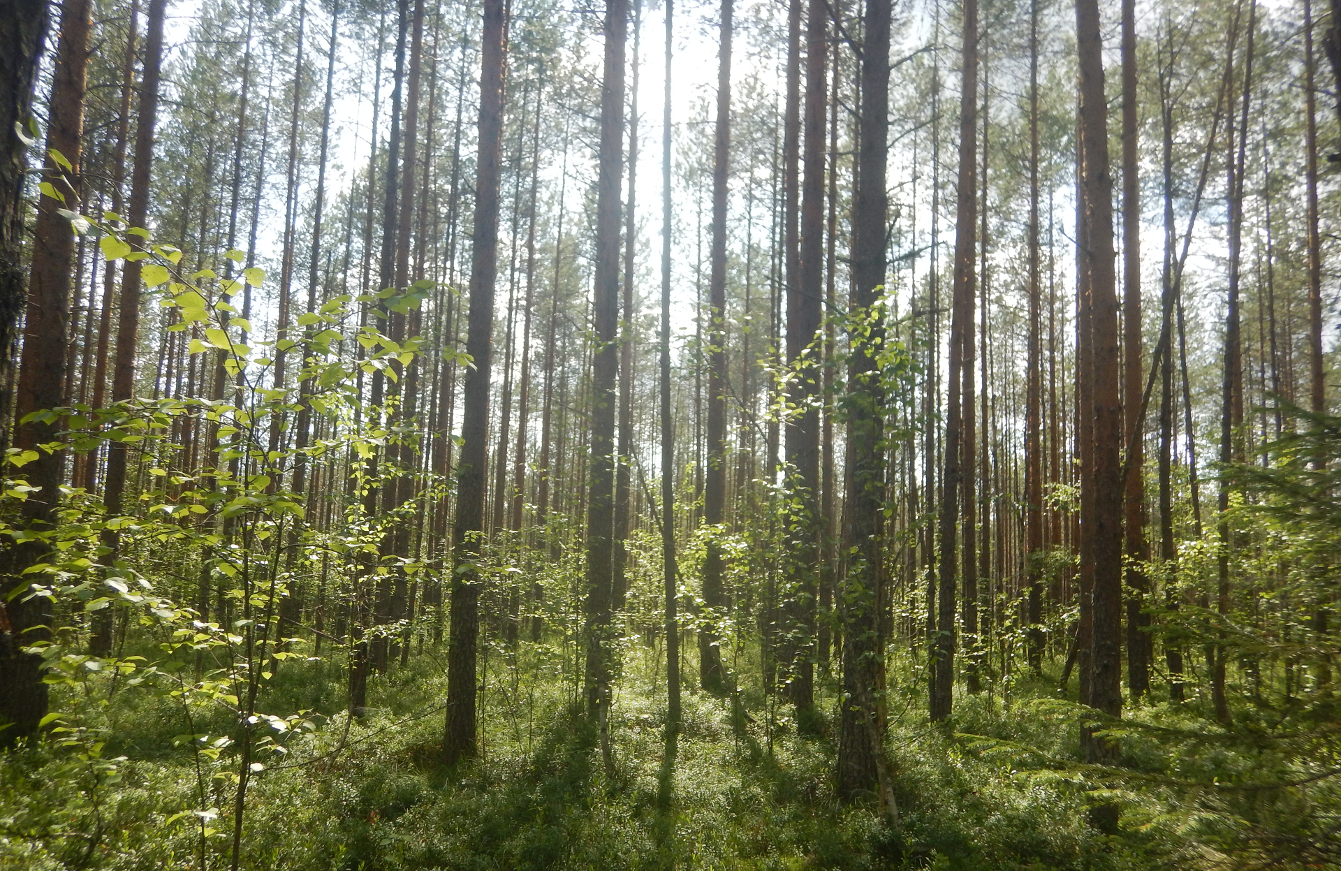 Фото р.Кама на фотохостинге Fotoload